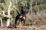 JAGDTERRIER ALLEMAND 079